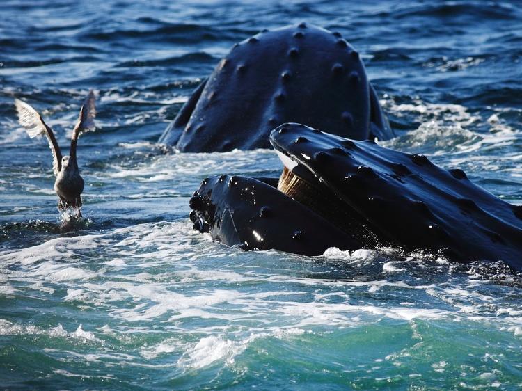 Cape Ann Whale Watch