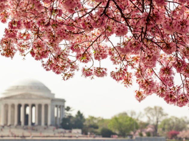 DC Cherry Blossoms DC Cherry Blossoms