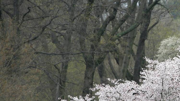 Arnold Arboretum, Sights and attractions, Boston