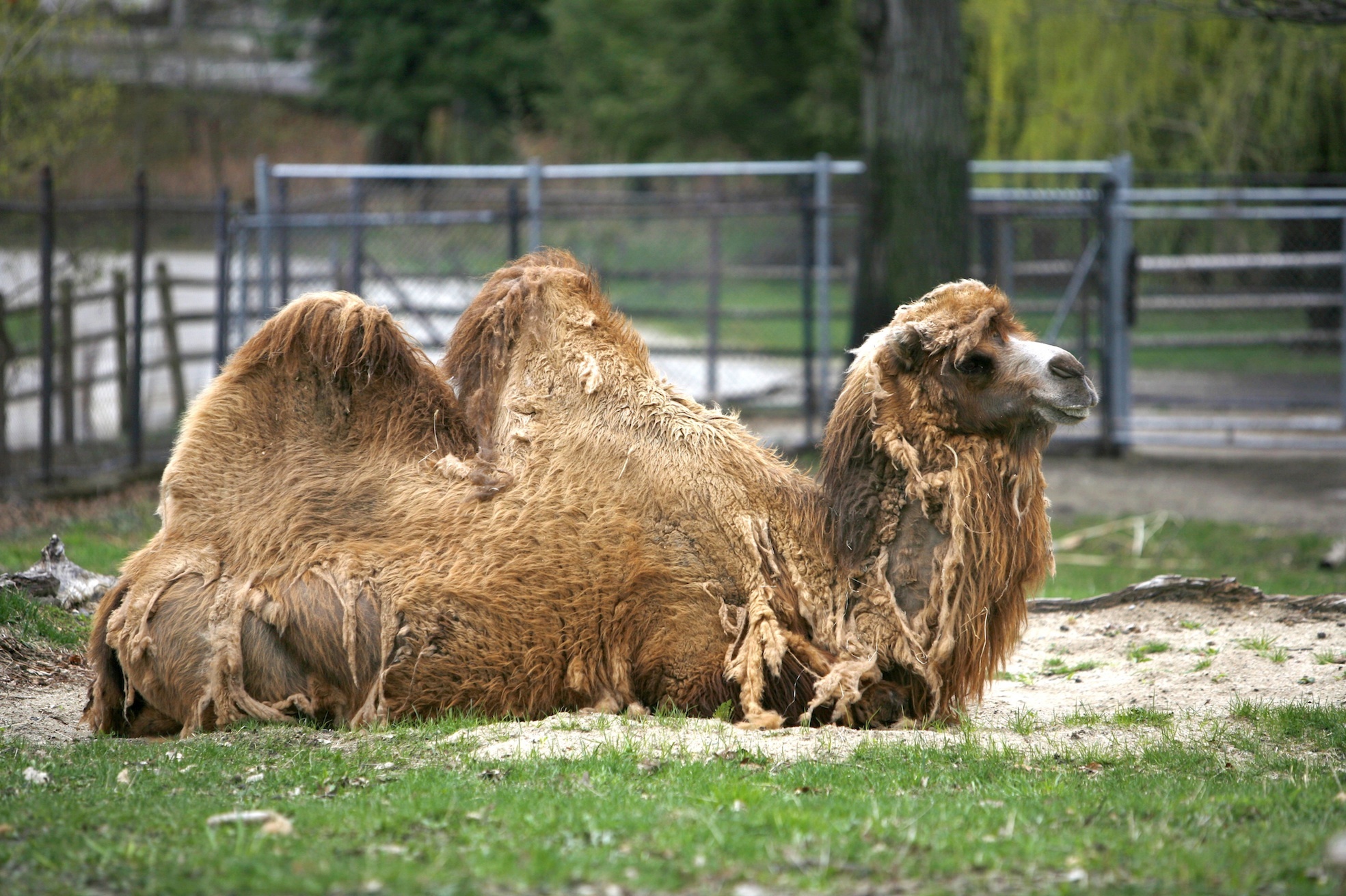 Franklin Park Zoo | Attractions in Roxbury, Boston Franklin Park Zoo | Attractions in Roxbury, Boston