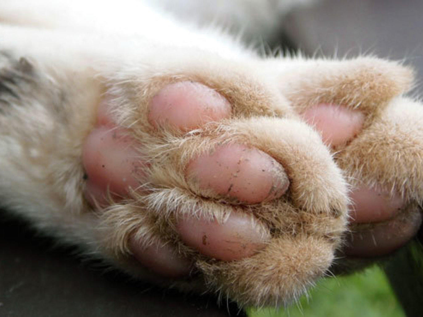 Where to meet the cats of New York