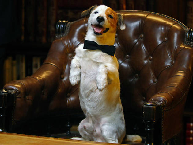 Pancho, el perro millonario Pancho, el perro millonario