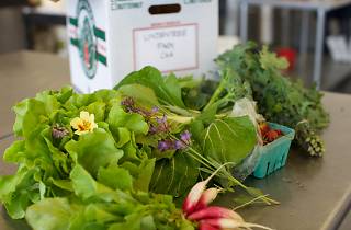 Best restaurants with vegetarian options in boston