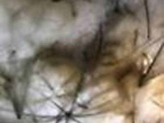 fibra fibra