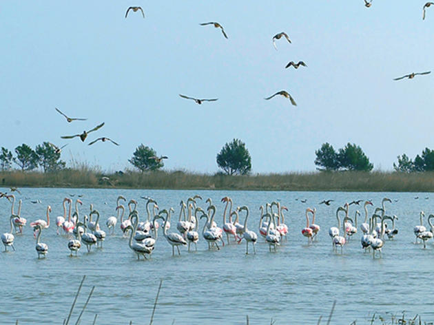 Flamencs al Delta de l'Ebre