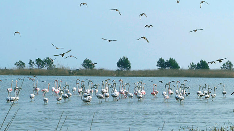 Flamencs al Delta de l'Ebre