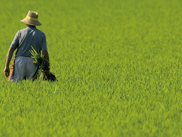 Campos de arroz en verano Campos de arroz en verano