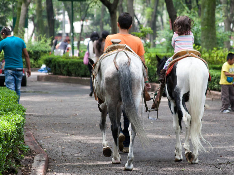 Centro de Equinoterapia México-Alemania A.C. Caballos