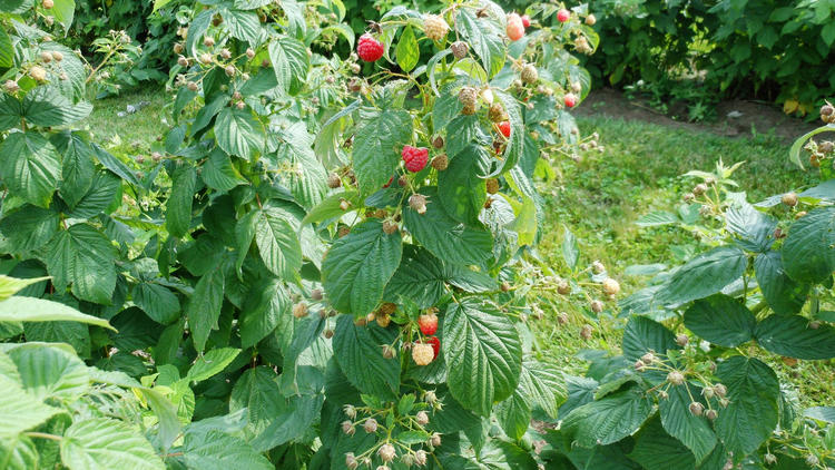 The Valley Orchard