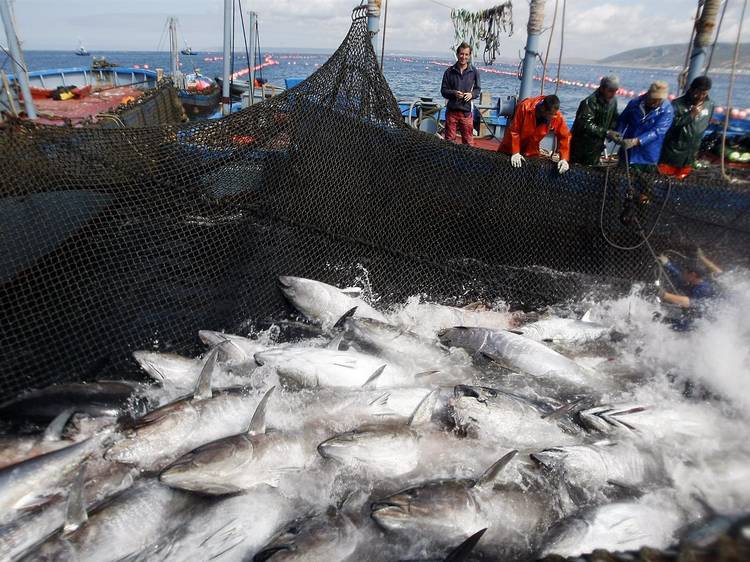 Levantá de atún en Barbate