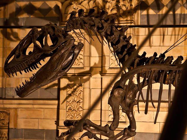 natural history museum dinosaur skeleton