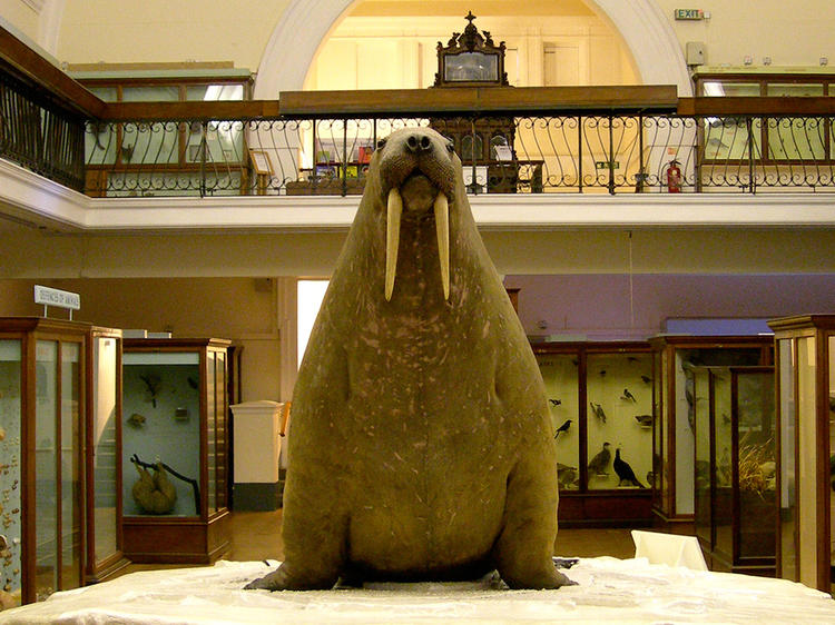 Get your hands on some artefacts at the Horniman Museum