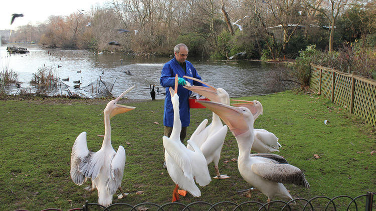 Feeding the pelicans © Greywolf, The Royal Parks