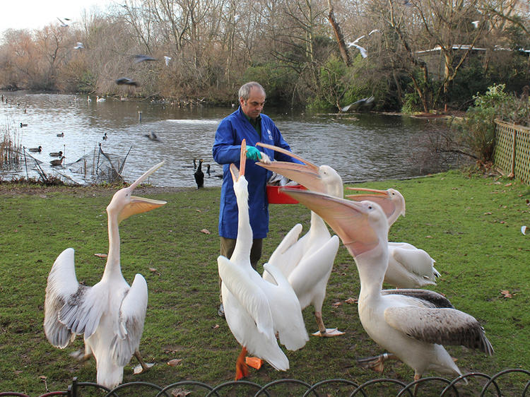 Watch the pelicans being fed in St James's Park
