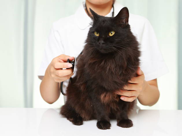 Vet, animal clinic Vet, animal clinic