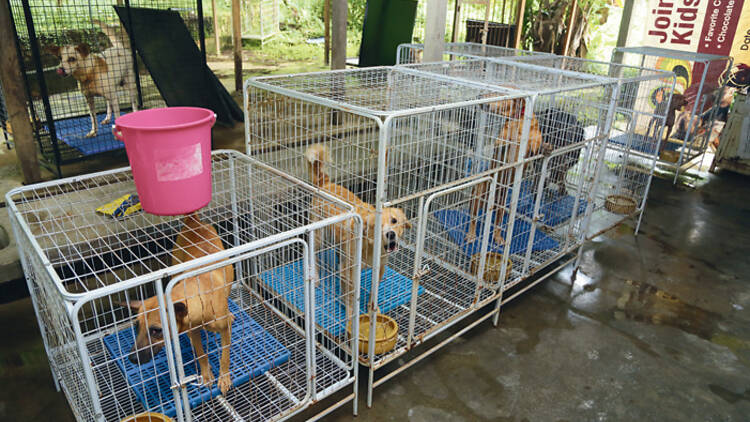 Malaysia Independent Animal Rescue (MIAR)