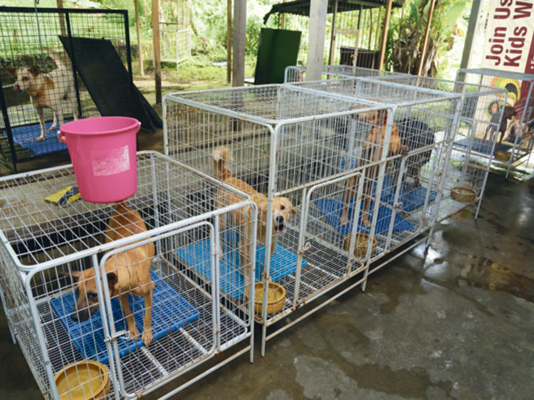 Malaysia Independent Animal Rescue (MIAR)