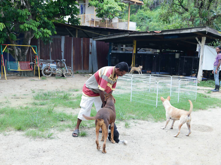 Malaysia Independent Animal