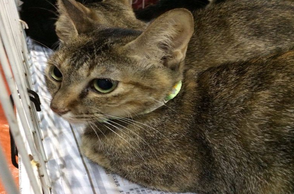 12 free things to do in KL with your family