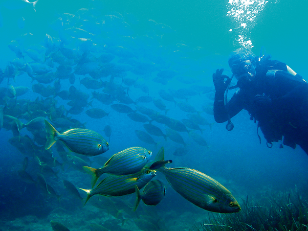 submarinisme submarinisme