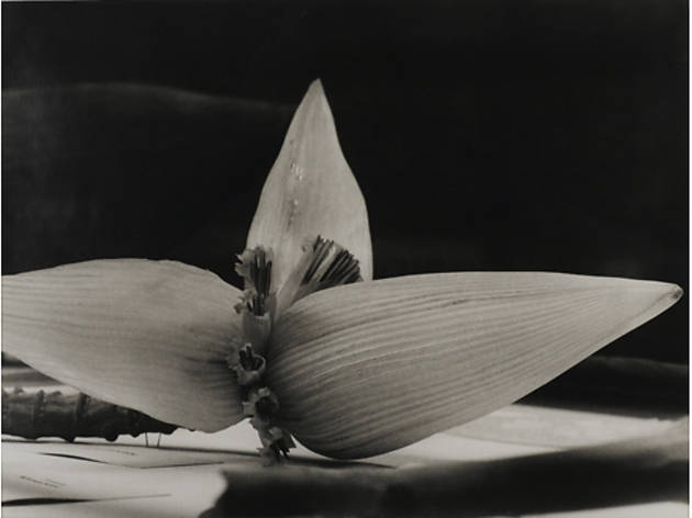 (Photograph: Courtesy of the artist; David Zwirner; New York/London and Galerie Gisela Capitain; Cologne; © Christopher Williams)