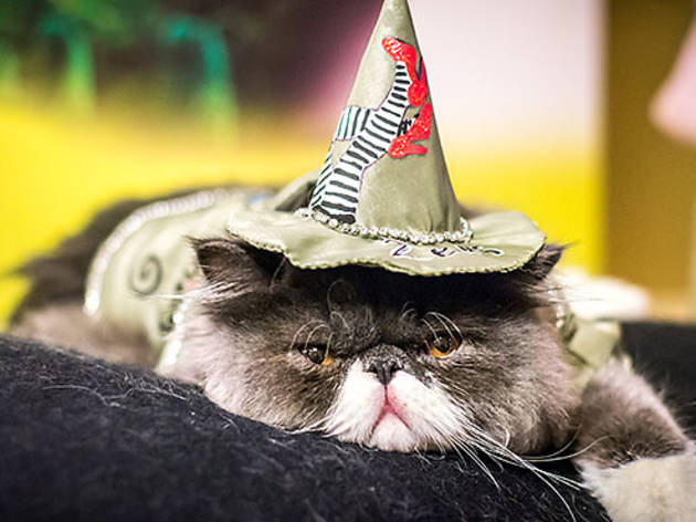 ALGONQUIN CAT FASHION SHOW ALGONQUIN CAT FASHION SHOW