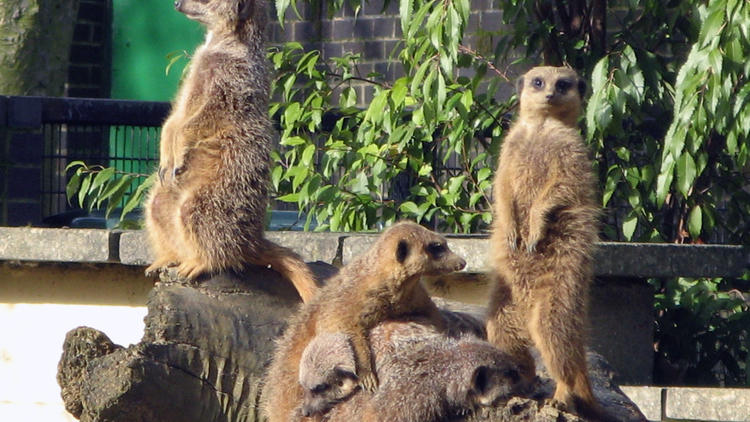 Meerkats at Battersea Park Children's Zoo