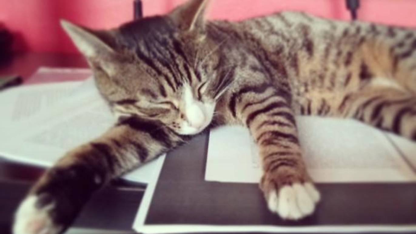 The cutest pet cats in London Time Out London