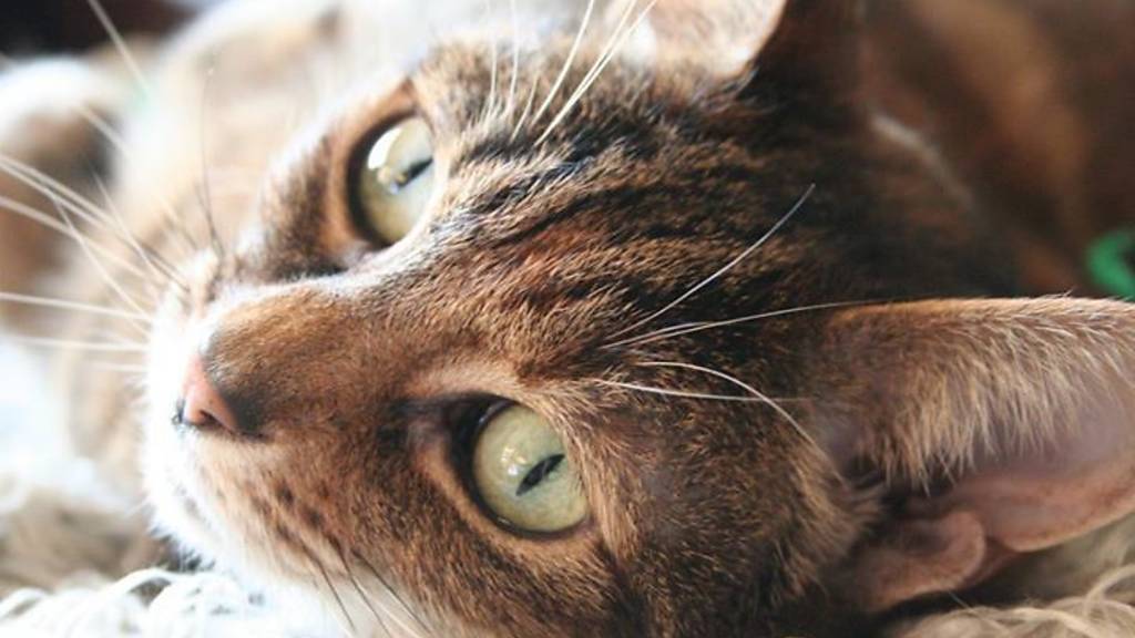 The cutest pet cats in London Time Out London