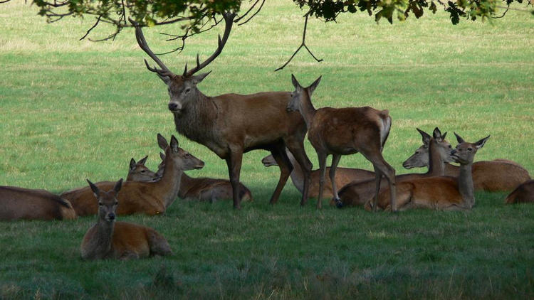 Start the day with a stroll in Richmond Park