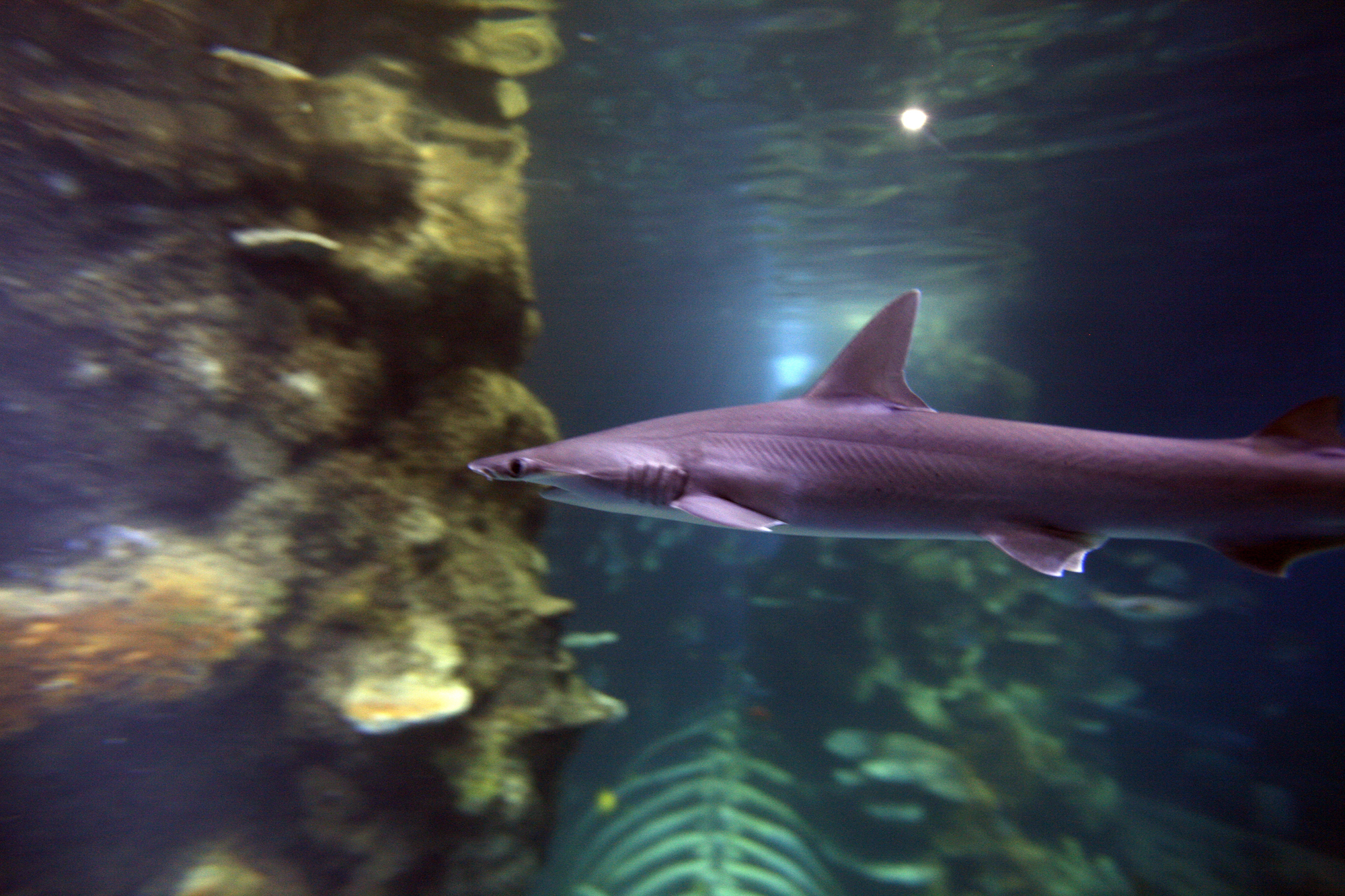 Animal feeding times in London London for animallovers Time Out London