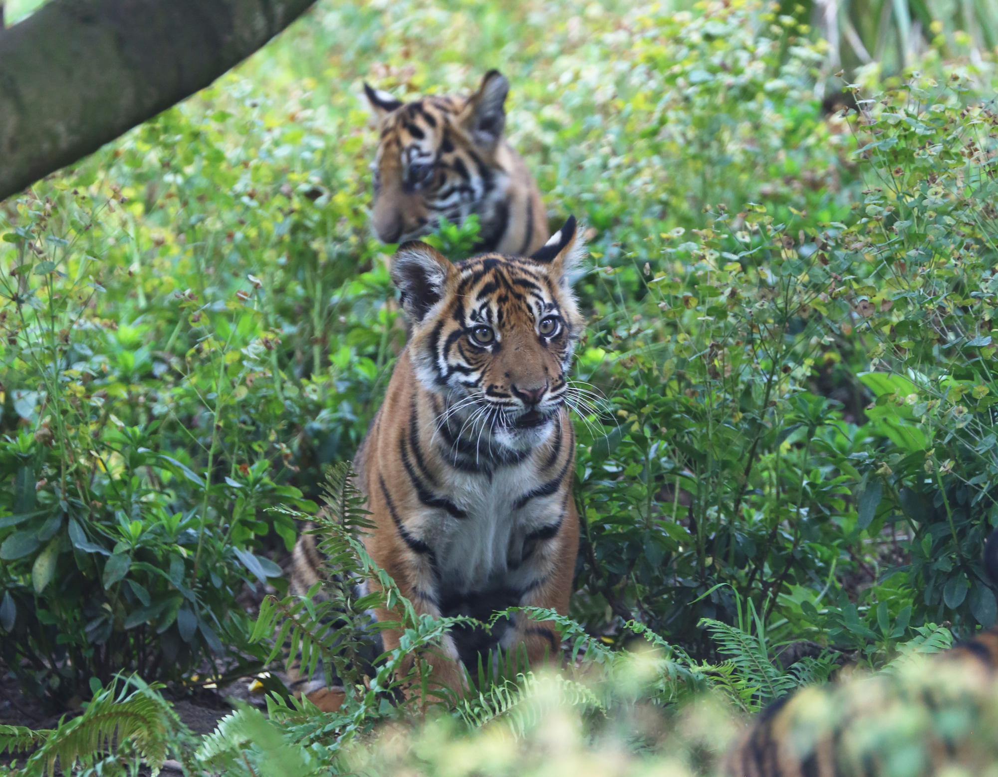 Animal feeding times in London London for animallovers Time Out London