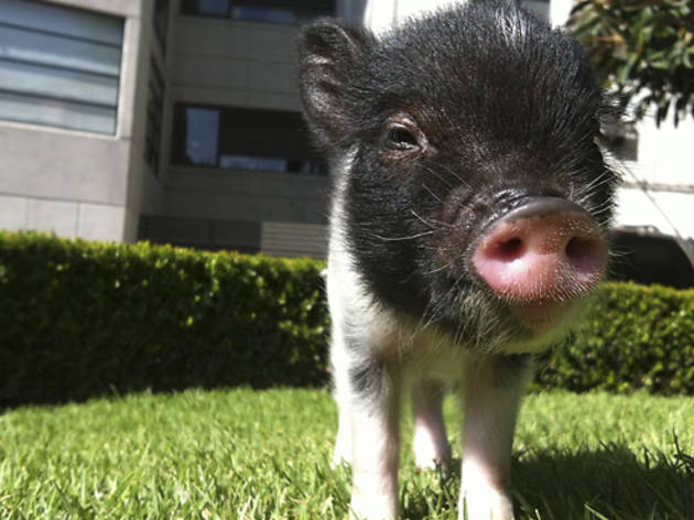 Minipigs Minipigs