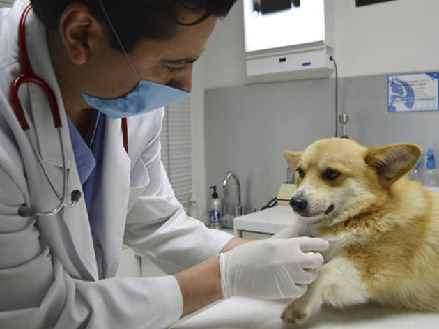 Centro Veterinario México Centro Veterinario México