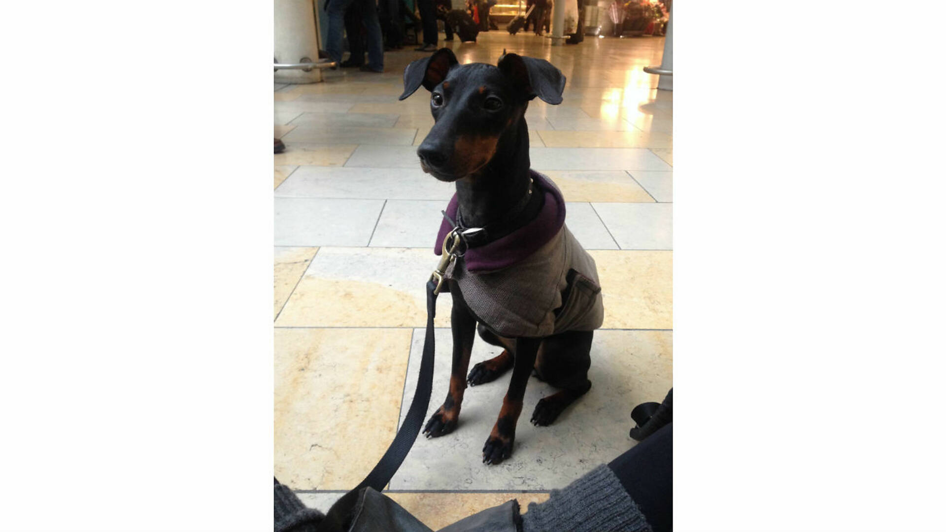 The cutest pet dogs in London Time Out London