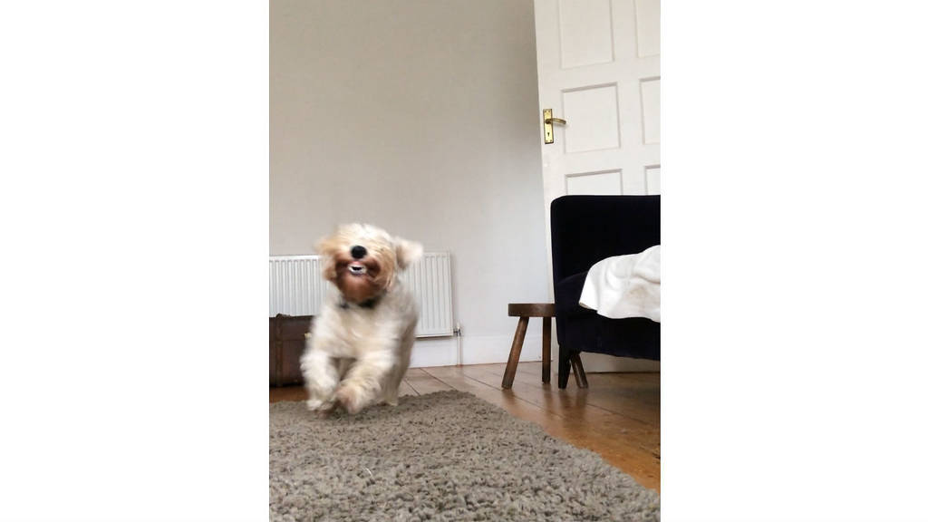 The cutest pet dogs in London Time Out London
