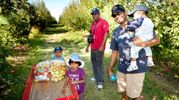 Apple Holler is one of the best spots for apple picking near Chicago.