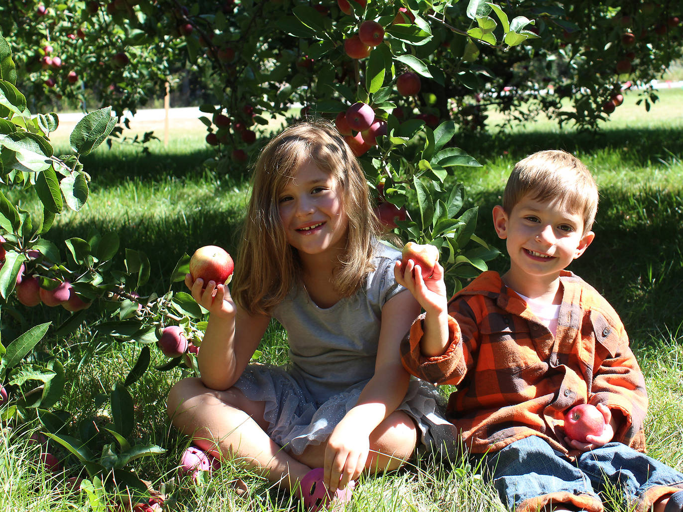 14 Best Places to Go Apple Picking Near Chicago
