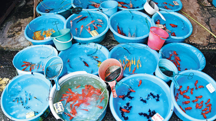 Look at all sorts of aquarium fishes swim in blue basins outside Pudu market