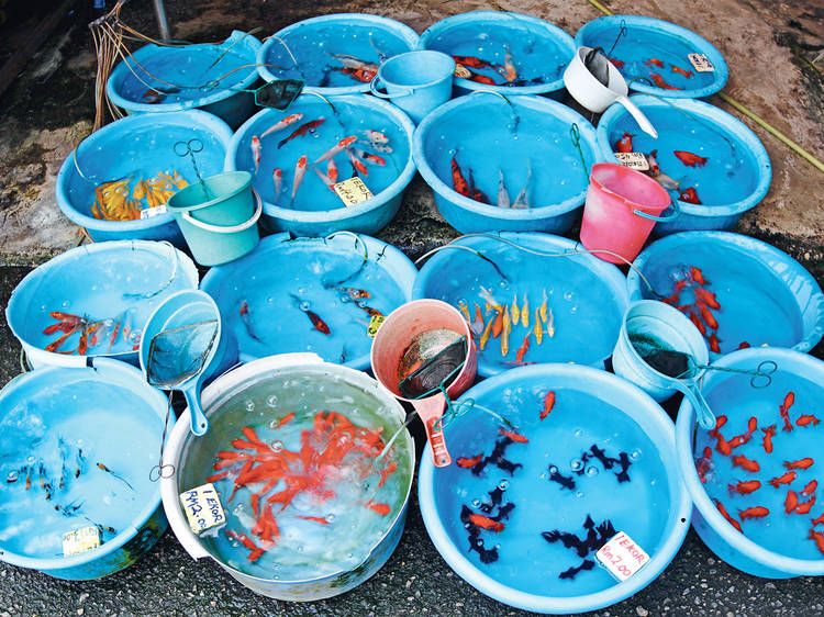Look at all sorts of aquarium fishes swim in blue basins outside Pudu market