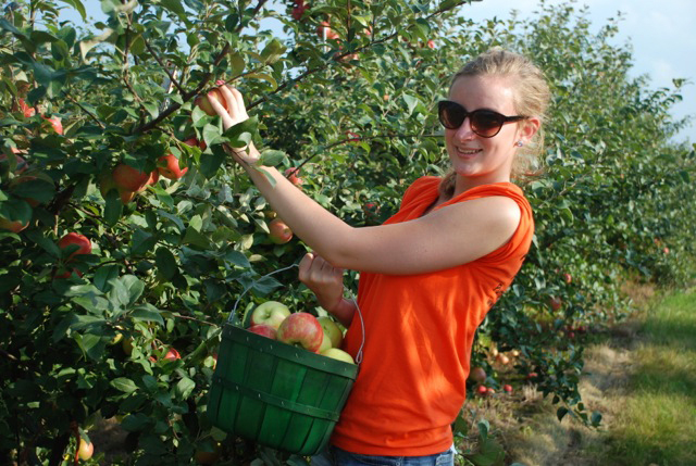 All Seasons Apple Orchard 