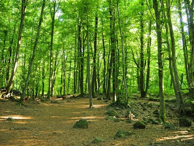 La Fageda d'en Jordà La Fageda d'en Jordà (Garrotxa)