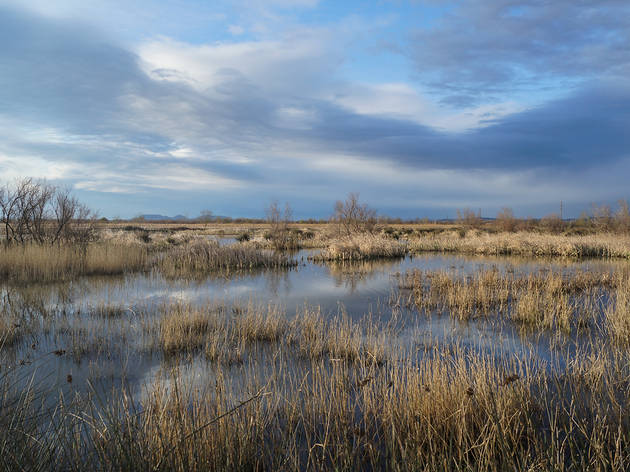 Aiguamolls de l'Empordà