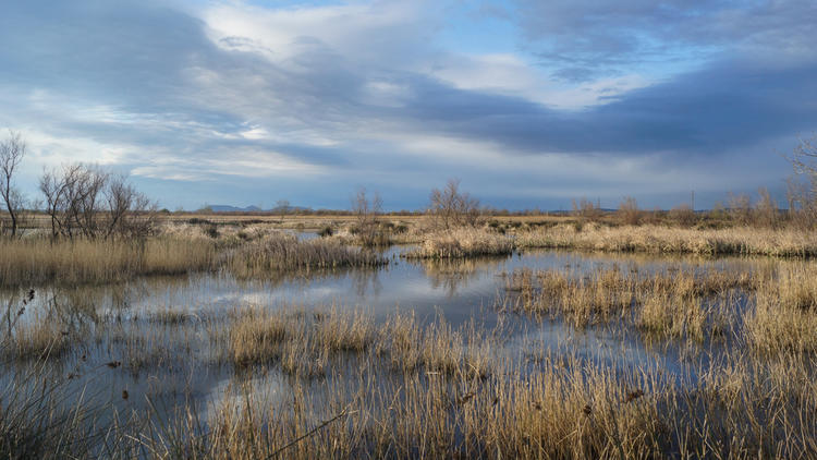 Aiguamolls de l'Empordà