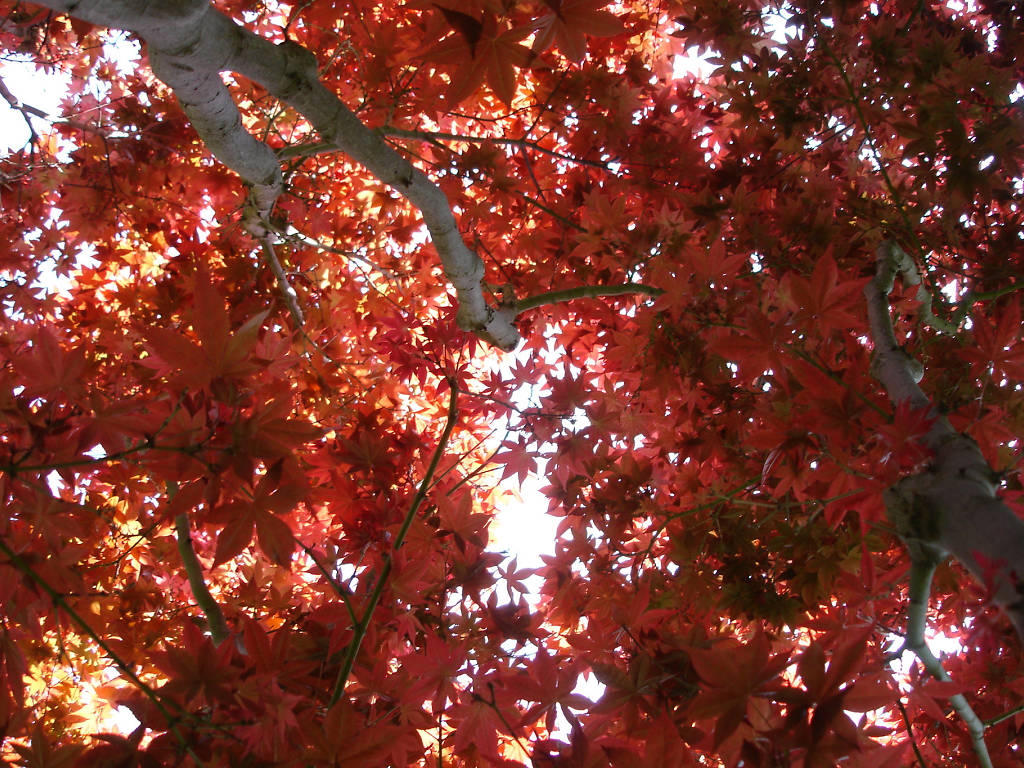 Things to do in Los Angeles Fall activities and events