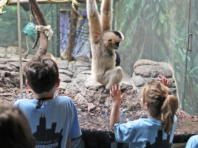 Lincoln Park Zoo Summer Camp Lincoln Park Zoo Summer Camp