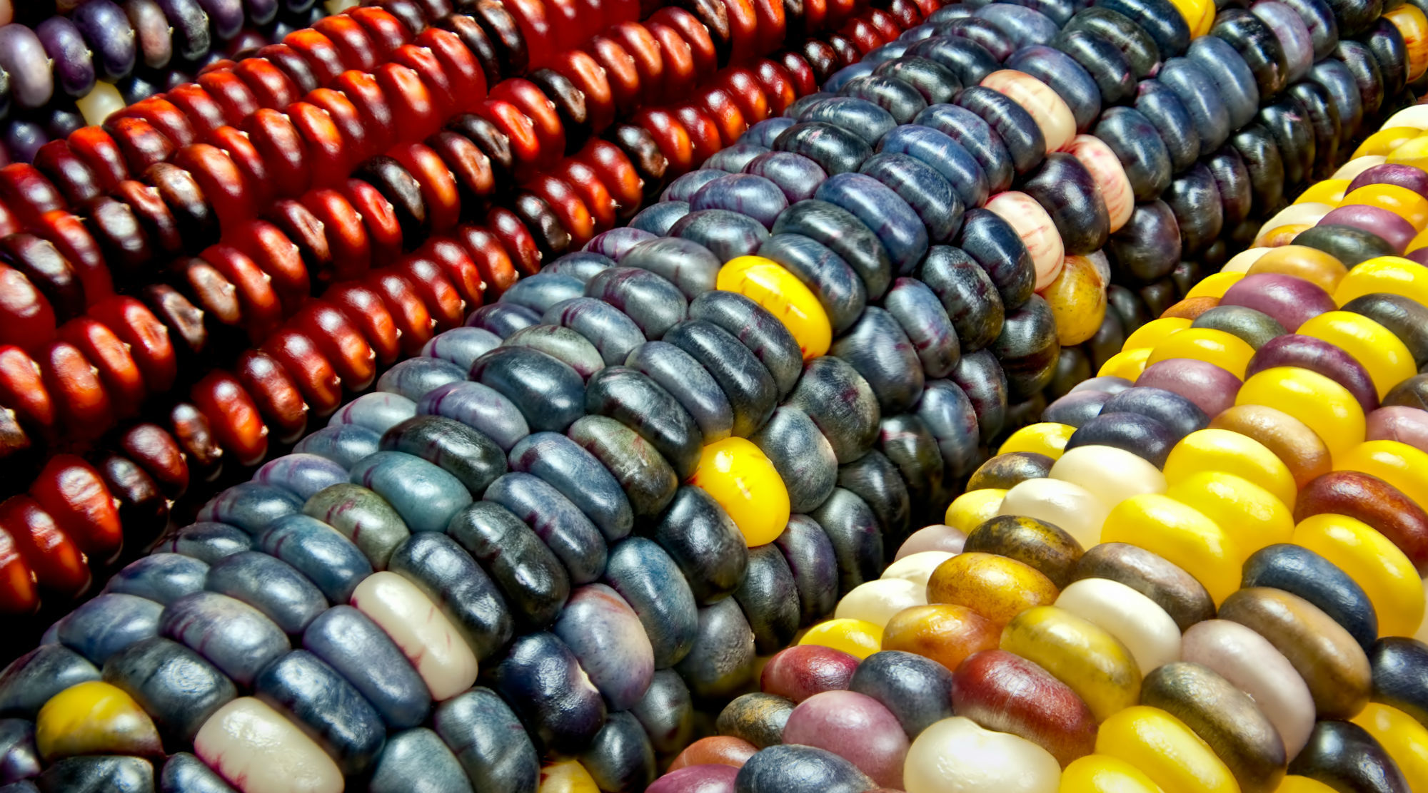 Feria Gastronómica y del Elote