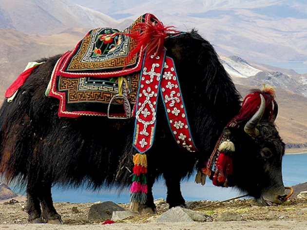 Du thé au beurre de yak Du thé au beurre de yak