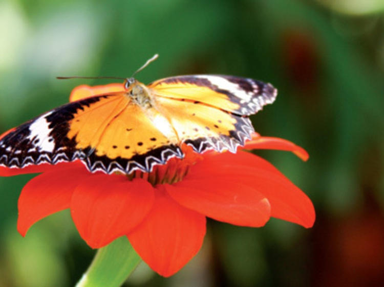 Penang Butterfly Farm