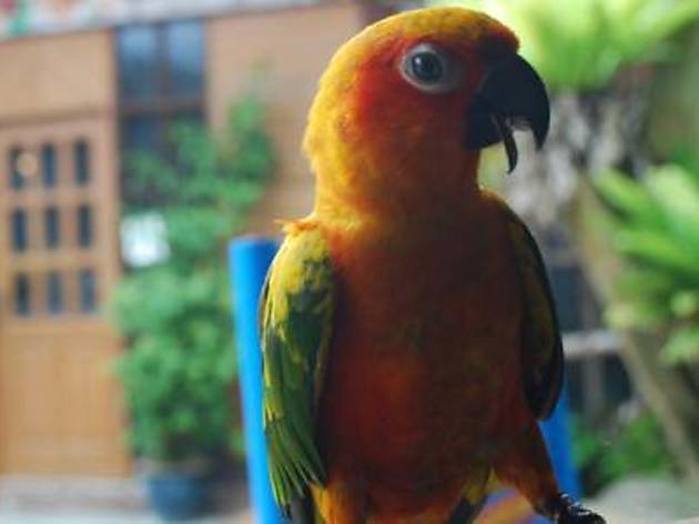 Penang Bird Park Penang Bird Park